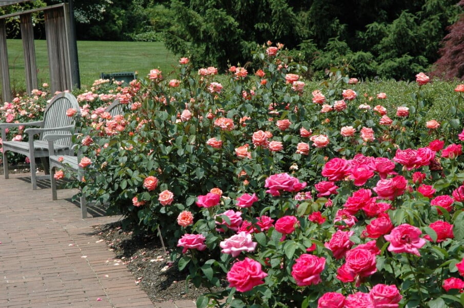 Rose Garden in the Spring